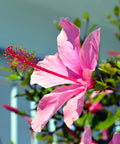 Lipstick Hibiscus Shrub