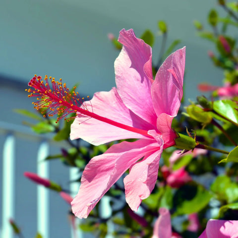 Lipstick Hibiscus Shrub