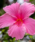 Lipstick Hibiscus Shrub