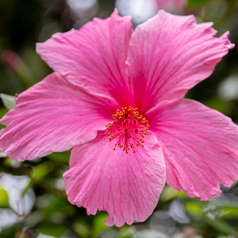 Lipstick Hibiscus Shrub