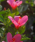 Lipstick Hibiscus Shrub