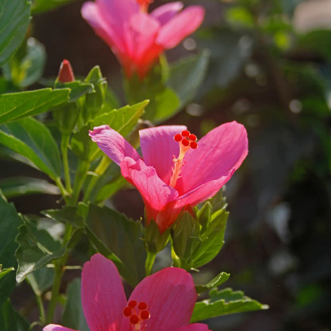 Lipstick Hibiscus Shrub