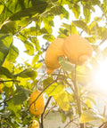 Lisbon Lemon Tree