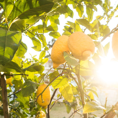 Lisbon Lemon Tree