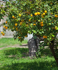 Lisbon Lemon Tree