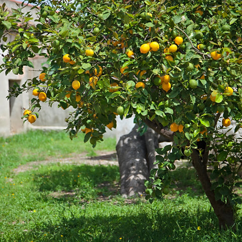 Lisbon Lemon Tree