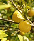 Lisbon Lemon Tree