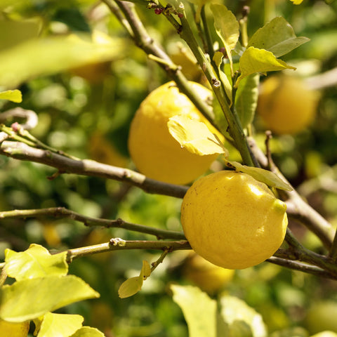 Lisbon Lemon Tree