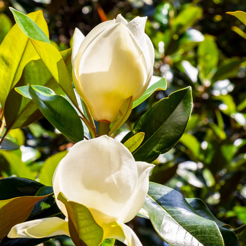 Little Gem Southern Magnolia Tree