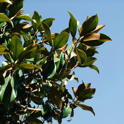 Little Gem Southern Magnolia Tree