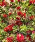 Little John Dwarf Bottlebrush Shrub