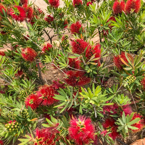 Little John Dwarf Bottlebrush Shrub