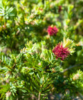 Little John Dwarf Bottlebrush Shrub