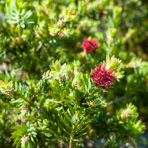 Little John Dwarf Bottlebrush Shrub