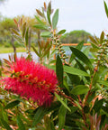 Little John Dwarf Bottlebrush Shrub