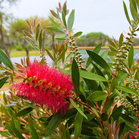 Little John Dwarf Bottlebrush Shrub