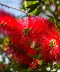 Little John Dwarf Bottlebrush Shrub