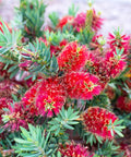 Little John Dwarf Bottlebrush Shrub