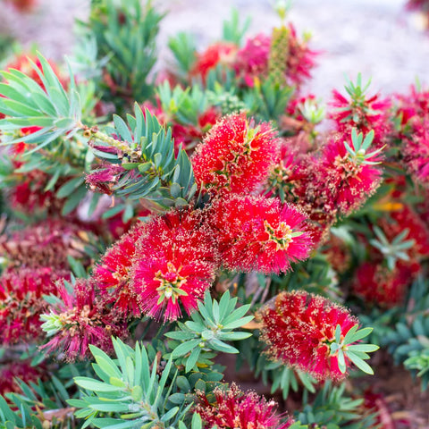 Little John Dwarf Bottlebrush Shrub