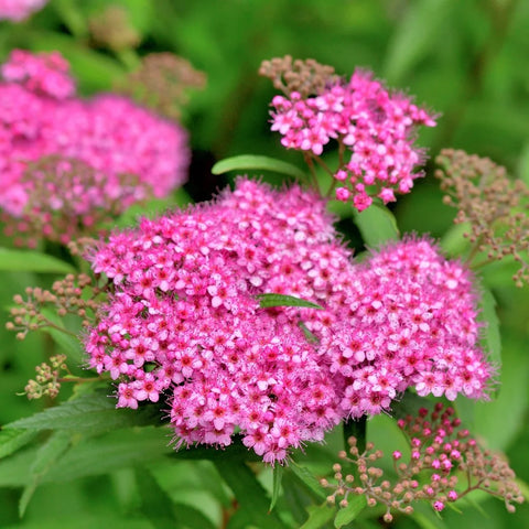 Little Princess Spirea