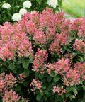 Little Quick Fire Panicle Hydrangea Shrub