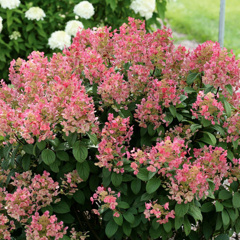 Little Quick Fire Panicle Hydrangea Shrub
