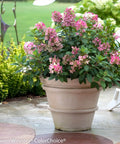 Little Quick Fire Panicle Hydrangea Shrub