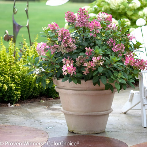 Little Quick Fire Panicle Hydrangea Shrub