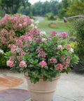 Little Quick Fire Panicle Hydrangea Shrub