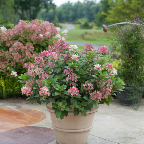 Little Quick Fire Panicle Hydrangea Shrub