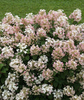 Little Quick Fire Panicle Hydrangea Shrub