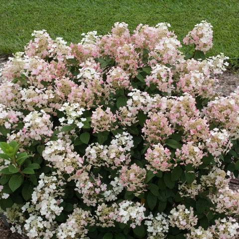 Little Quick Fire Panicle Hydrangea Shrub