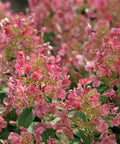 Little Quick Fire Panicle Hydrangea Shrub