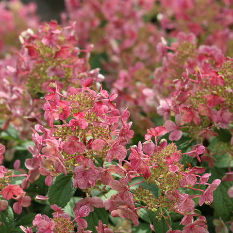 Little Quick Fire Panicle Hydrangea Shrub