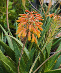 Little Red Riding Hood Aloe