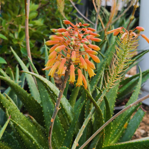 red aloe succulent Little Red Riding Hood Aloe | Rooikappie Aloe Succulent