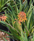 Little Red Riding Hood Aloe
