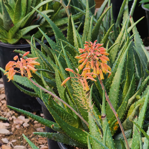 Little Red Riding Hood Aloe