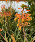 Little Red Riding Hood Aloe