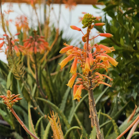 red succulent tree Little Red Riding Hood Aloe