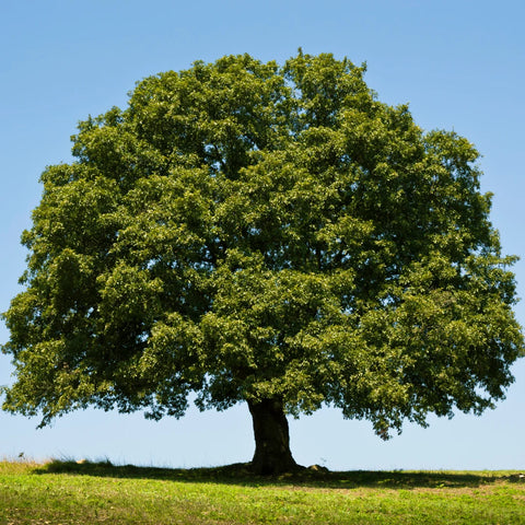 Live Oak Tree