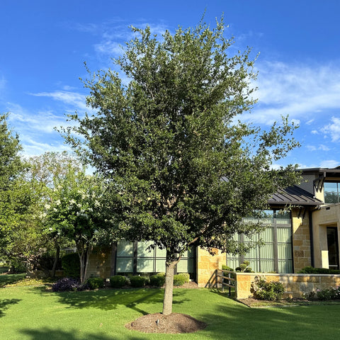 Live Oak Tree