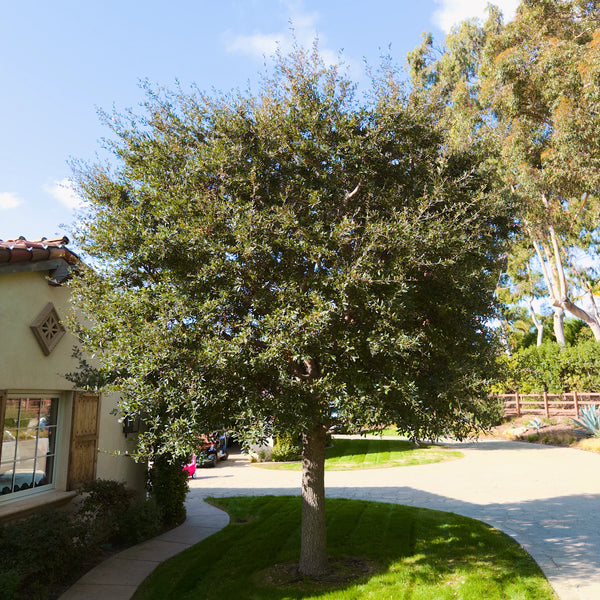 oak tree planting distance from house Live Oak Tree