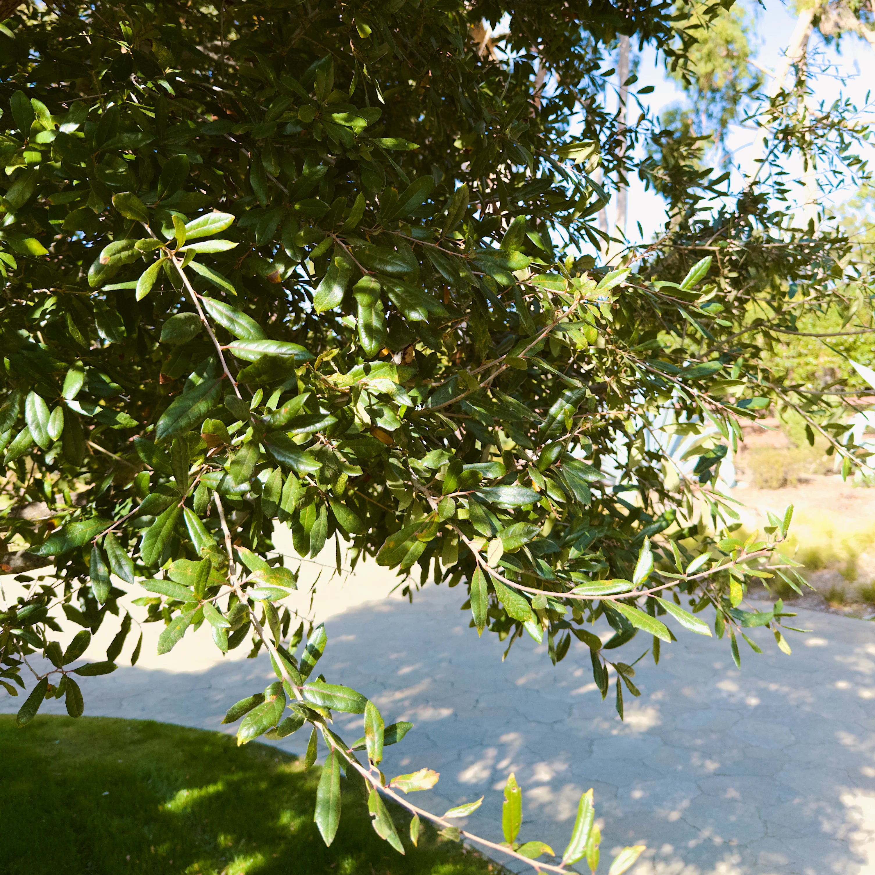 Simply Trees Oak Tree - Thumbnail 2