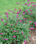 Lo and Behold Ruby Chip Butterfly Bush