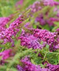 Lo and Behold Ruby Chip Butterfly Bush