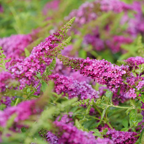 Lo and Behold Ruby Chip Butterfly Bush
