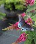 Lo and Behold Ruby Chip Butterfly Bush
