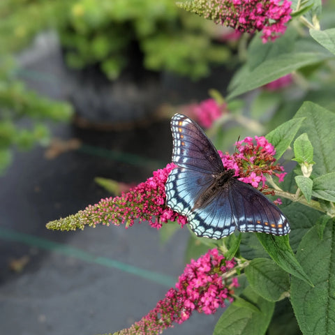Lo and Behold Ruby Chip Butterfly Bush