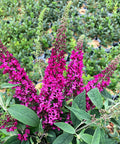 Lo and Behold Ruby Chip Butterfly Bush